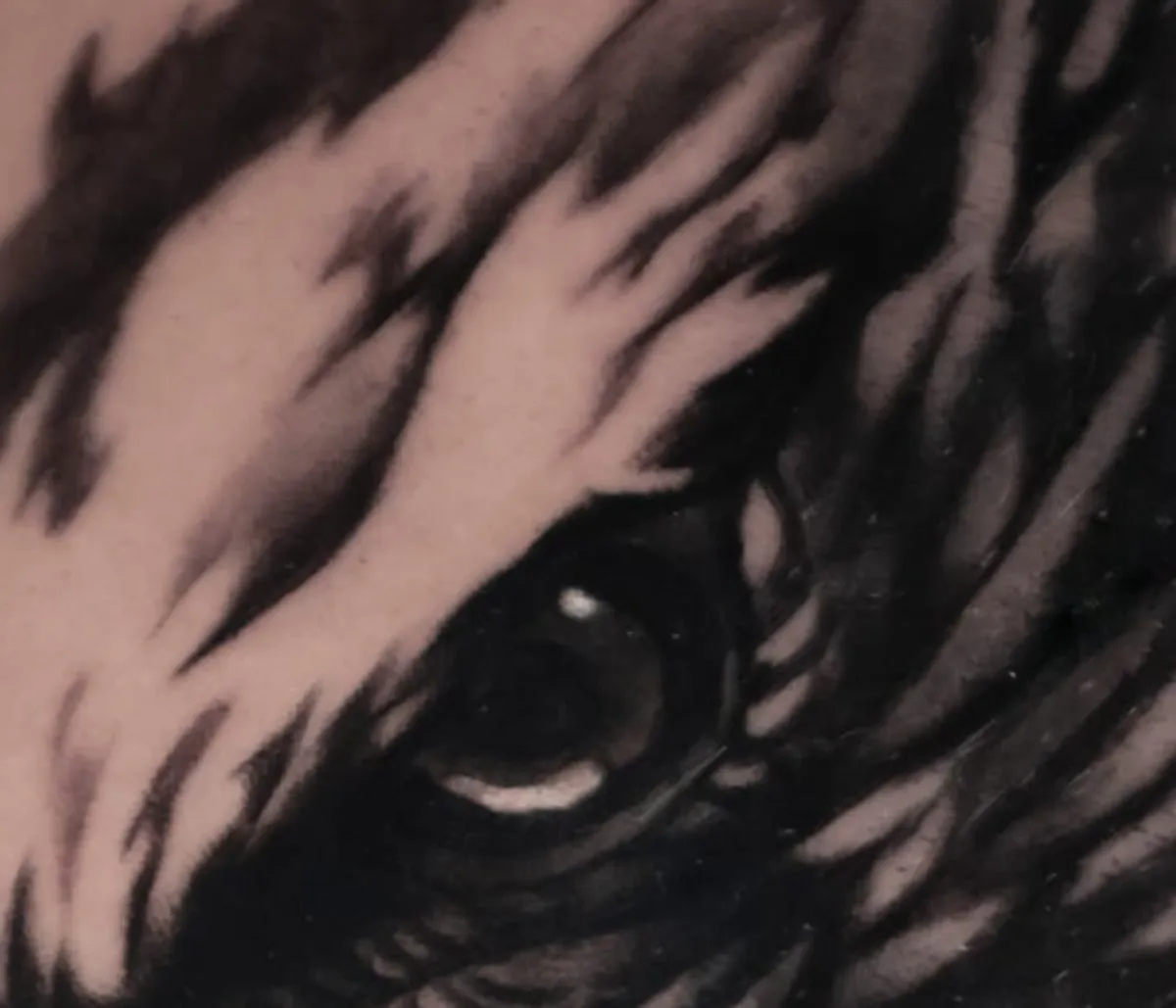 Eagle: close-up of the eye and feathers